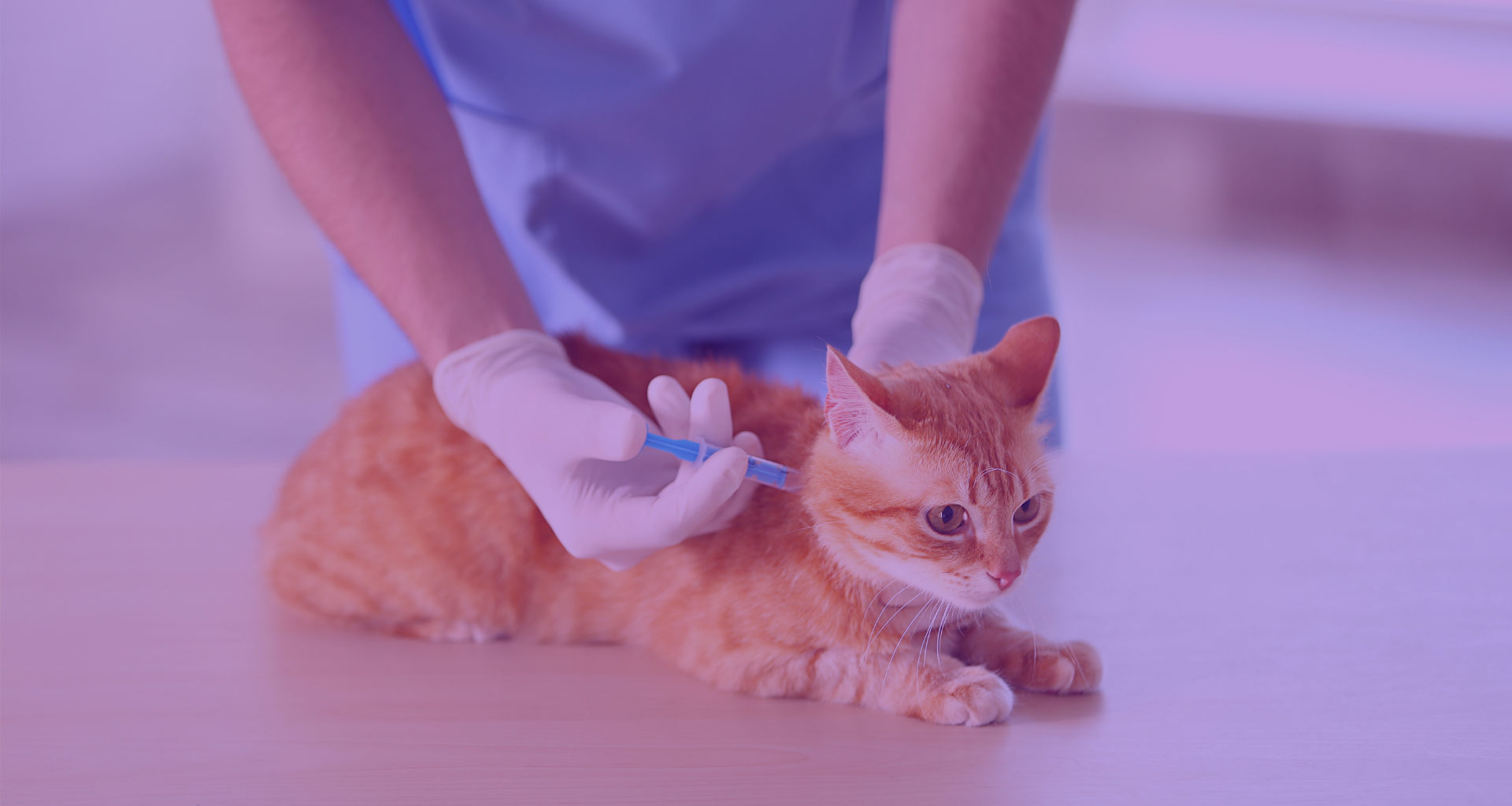 VetTV, tu canal de televisión veterinario presenta: Las vacunas del gato-imagen